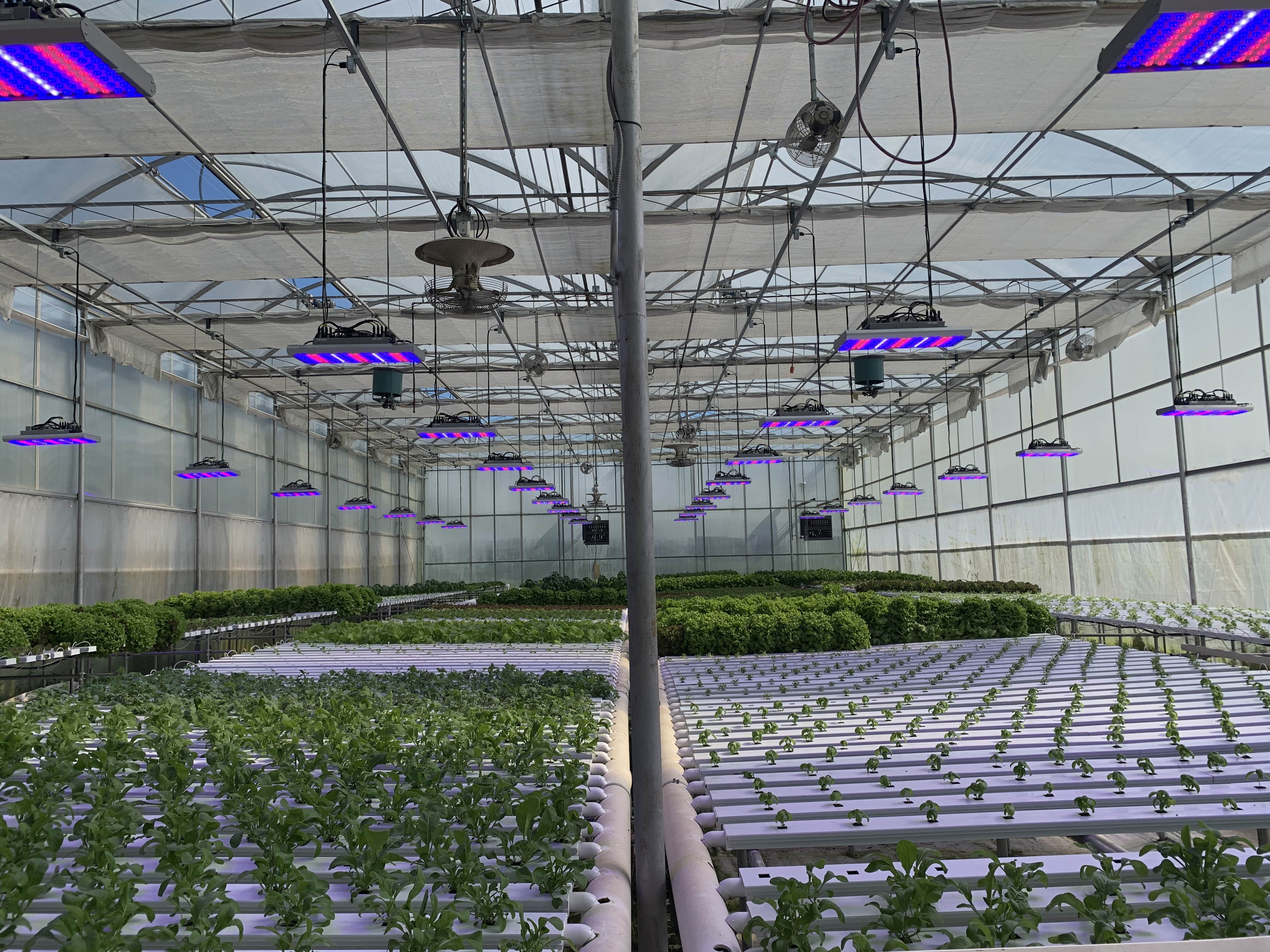 Surging Plant Production and Development Easily for Greenhouse and Vertical Farming 