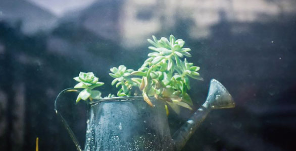 Some Tips You Should Know When Growing Succulents in Summer