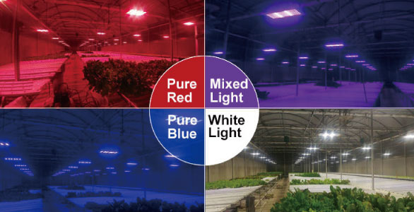 Which is more ideal for horticultural lighting,LED or HPS?