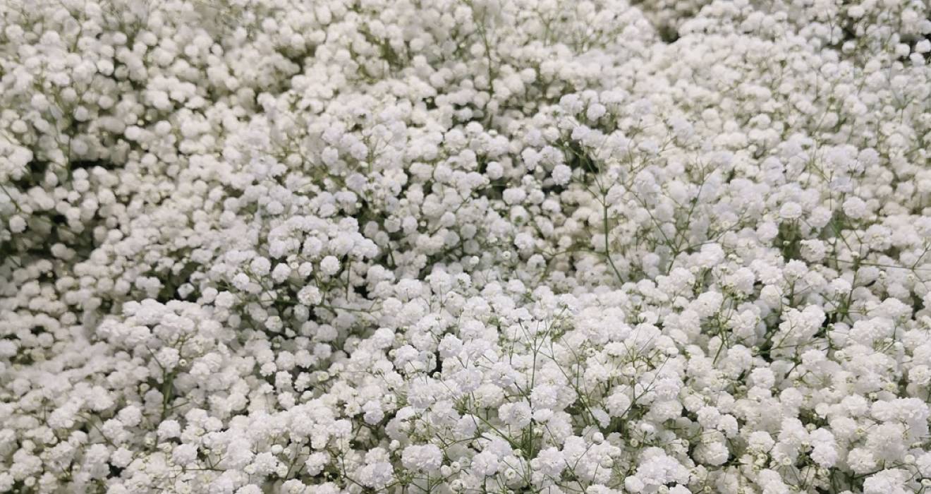To Gypsophila Growers: How to Improve Your Business?