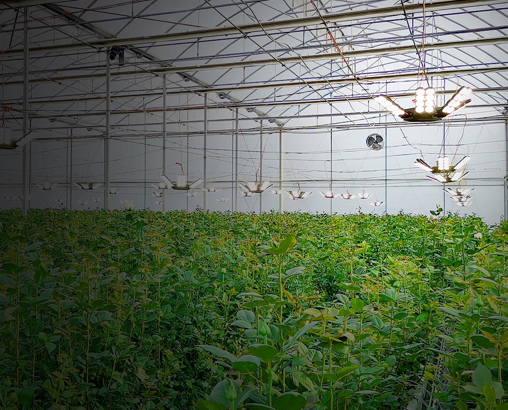 LED Greenhouse/Vertical Farming Lights