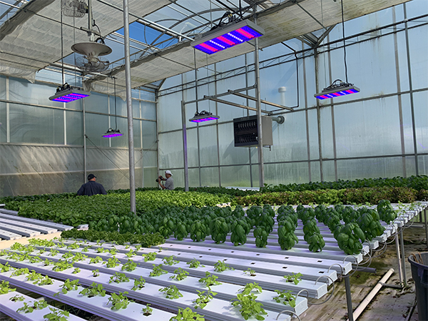 LED Grow Lights Revolutionize Large-scale Greenhouse Farming