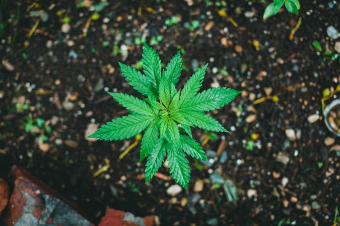 Cannabis and Wellness:Incorporating Cannabis into Your Self-Care Routine