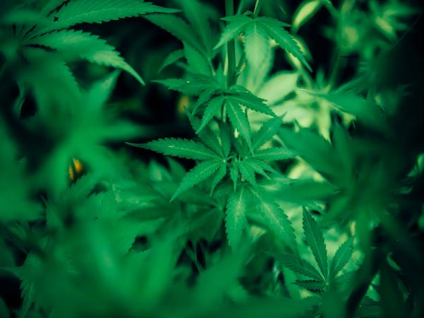 CBD Cannabis: An Intriguing Natural Therapy
