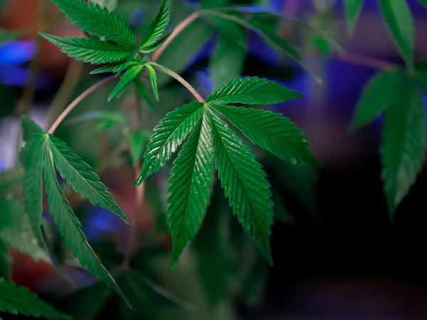 From Seed to Harvest: Navigating the Cannabis Growth Journey