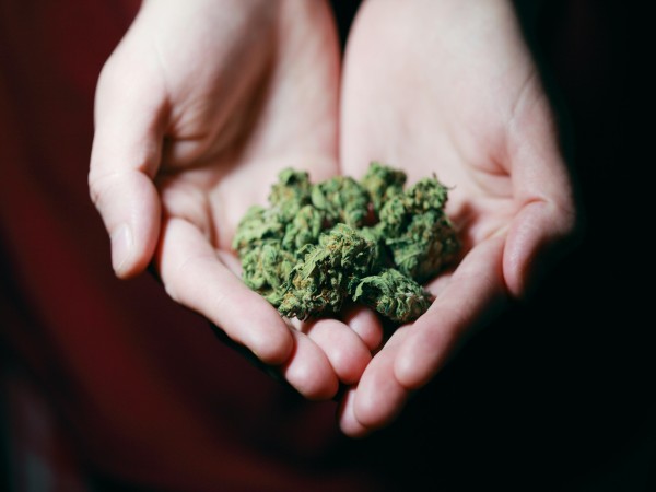 The Dangers of Mold Infestation: How to Timely Protect Your Cannabis Plants