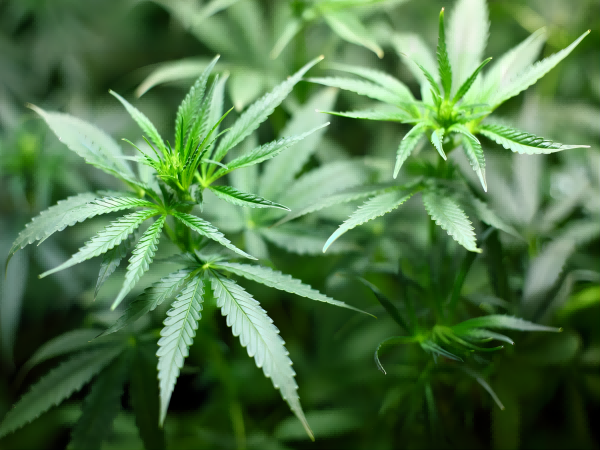 Illuminating Growth: Why LED Lights Are Revolutionizing Cannabis Cultivation
