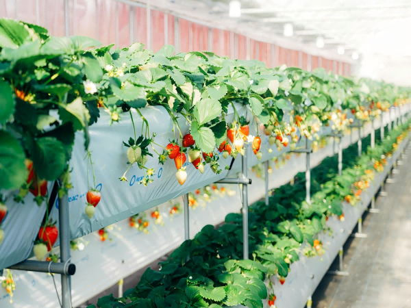 Indoor Farming Revolution: Grow Light Innovations for Year-Round Fruit and Vegetable Production