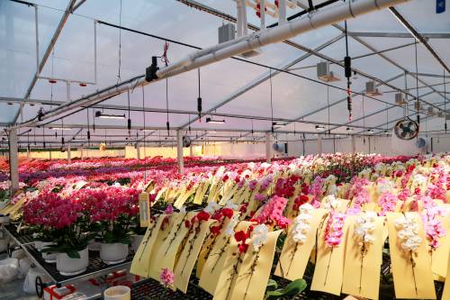 Understanding PPF and PPFD: Key Metrics for Choosing the Right LED Grow Light