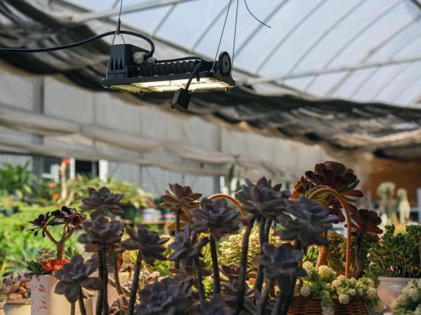 From Adaptation to Growth: How Grow Lights Affect Plant Development