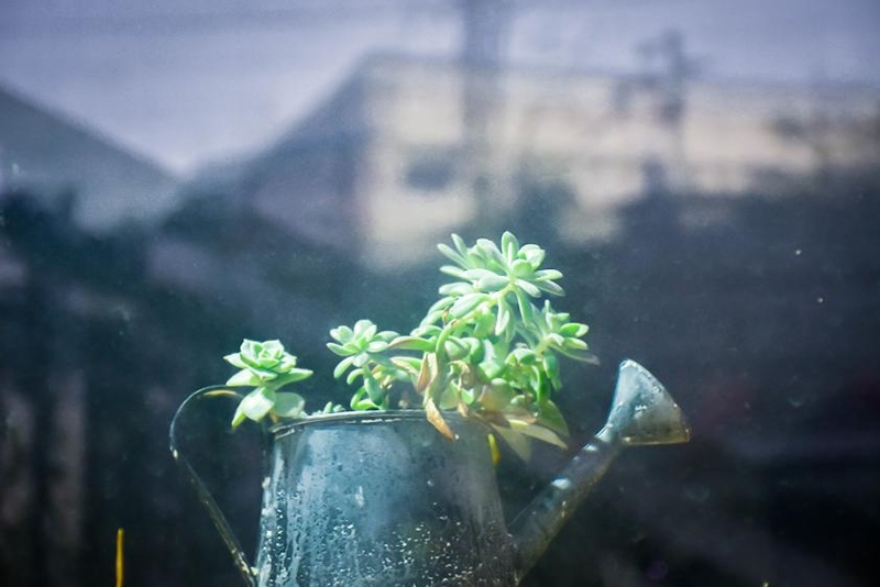 succulent growing, LED growlight, home growing, growing succulents in summer, succulent dehydration