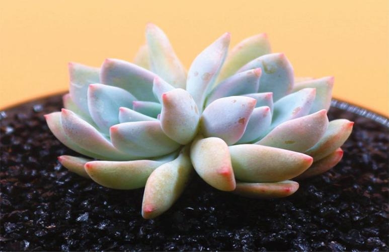 succulent growing, LED growlight, home growing, growing succulents in summer, succulent dehydration
