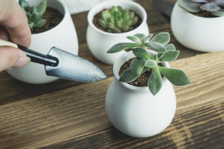 succulent growing, LED growlight, home growing, growing succulents in summer, succulent dehydration