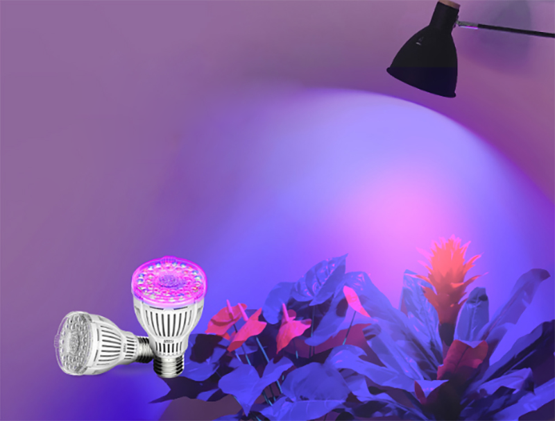 succulent growing, LED growlight, home growing, growing succulents in summer, succulent dehydration