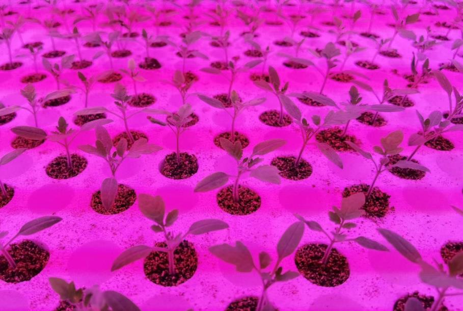 Smart lightin,Agriculture,Growing lights,Plant lighting,Plant fill lights