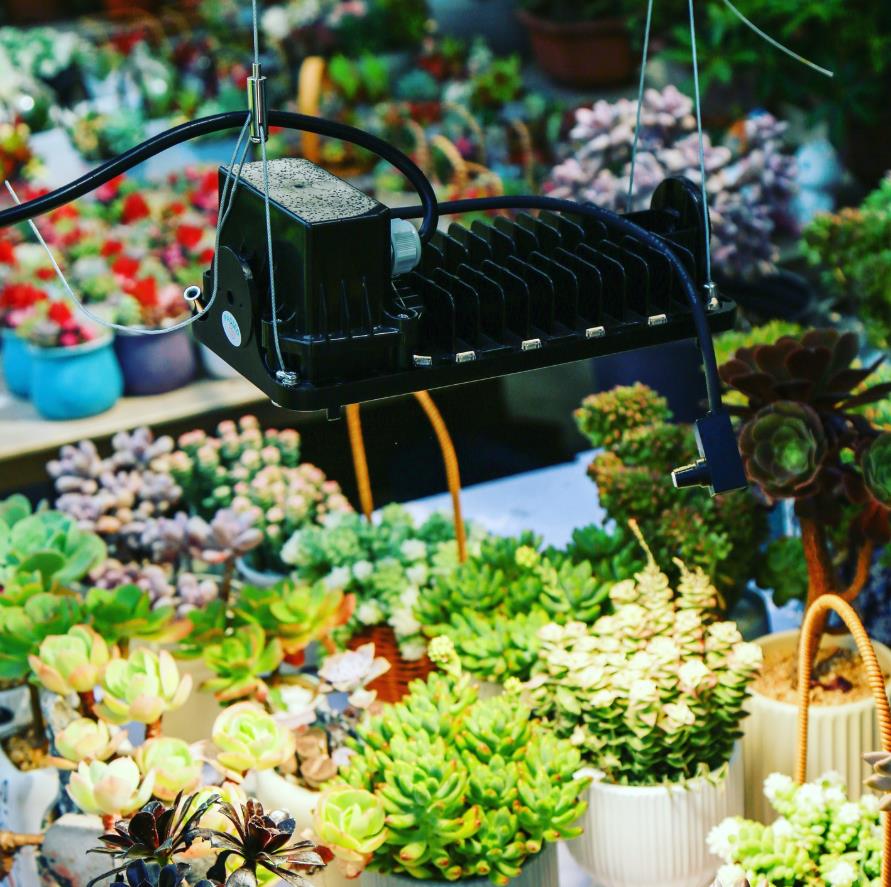 LED grow lights, indoor gardening, full spectrum grow light, plant light requirements, grow light setup, Sansi grow light