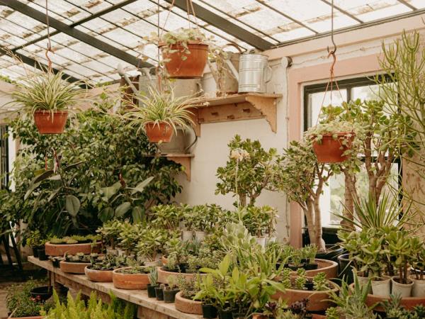 Jumping the Gun on Spring: Why Early Spring Is the Perfect Time to Give Your Indoor Plants a Light Boost