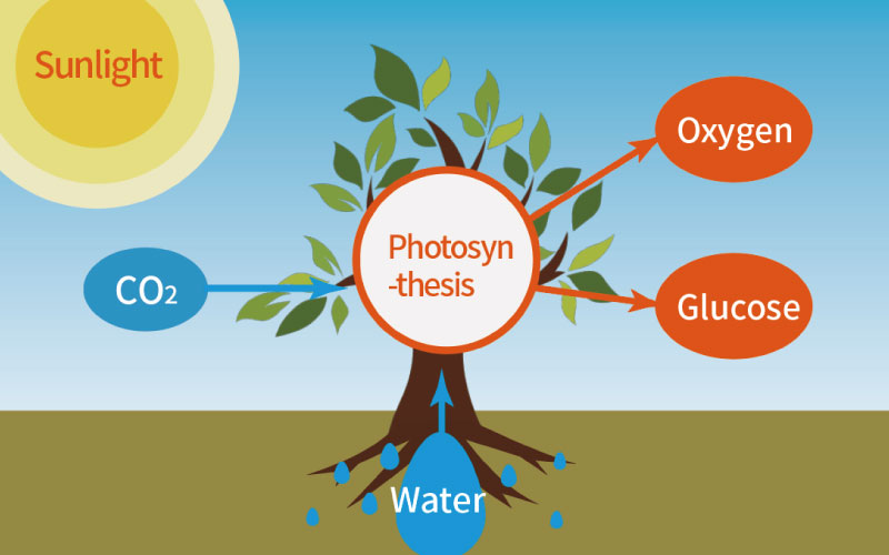 How Does Different Light Quality Influence Plants