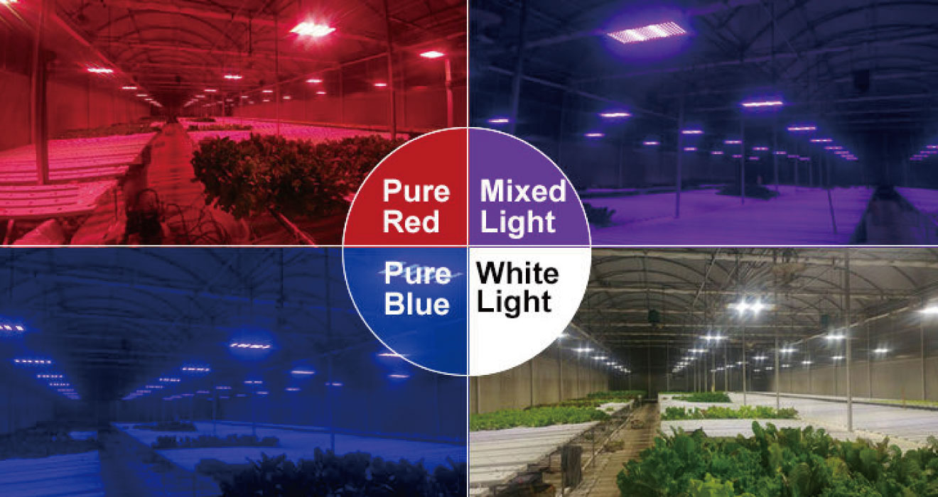 Which is more ideal for horticultural lighting,LED or HPS?