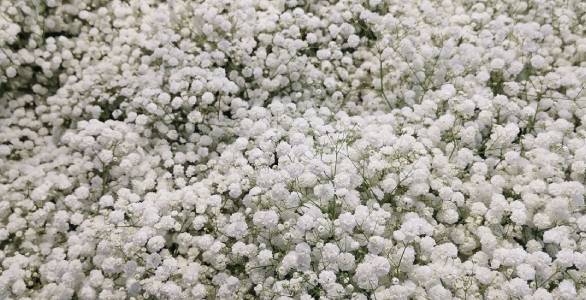 To Gypsophila Growers: How to Improve Your Business?