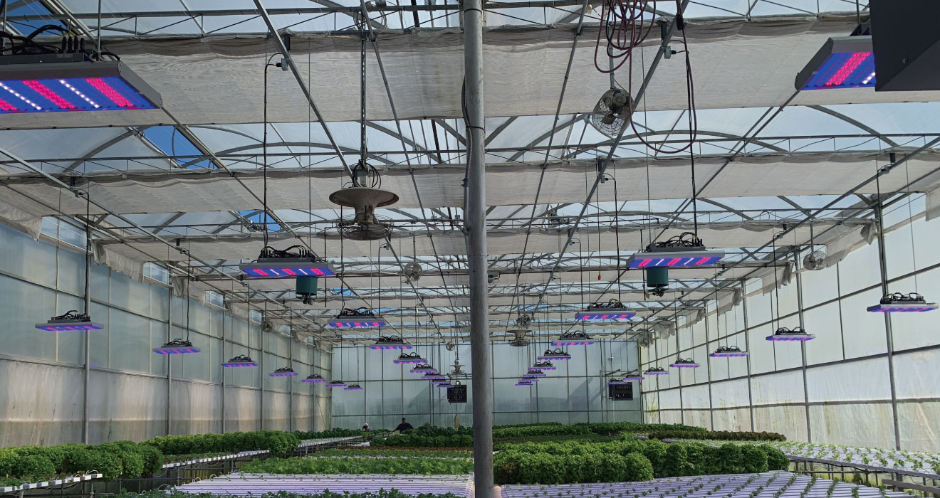 【TOPIC】Professional Solution For Horticultural Lighting Project