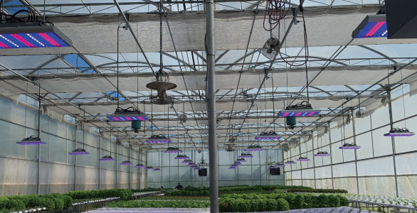 【TOPIC】Professional Solution For Horticultural Lighting Project