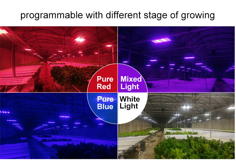 programmable with different stage of growing