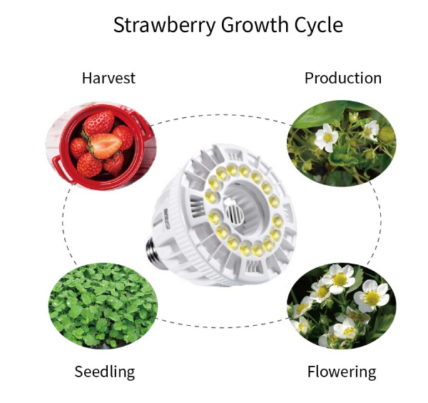 growing Strawberries