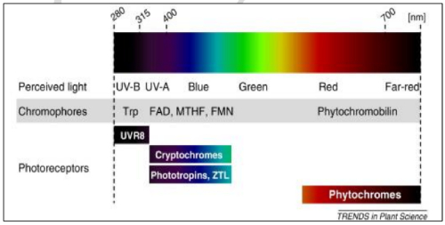 Grow lights Technical Parameters