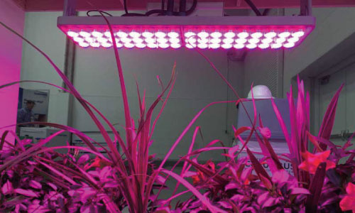 How to Choose Growth Light For Your Horticultural Products