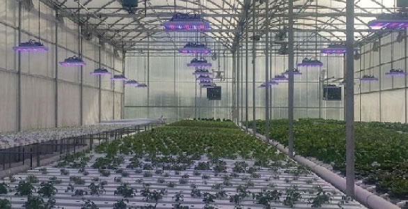 C2020 Series High-Power LED Grow Lights